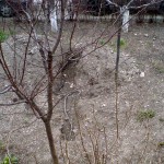 Vocea Bacaului: Cablu electric dezgropat de saptamani