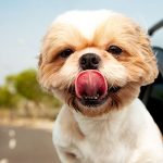Sfaturi utile pentru cei care vor să meargă cu animalul de companie în străinătate